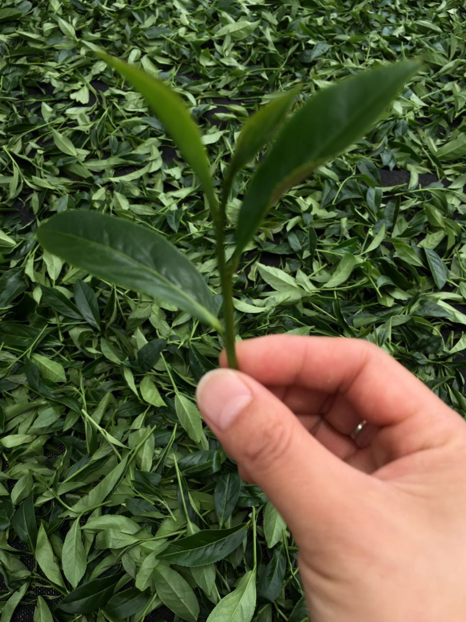 Ҫڰ_ˮYһcζⰺ4(й)ּƽ̨ġע -ҵ˻ֱ,,ֱ,ֱϣK8šйӮһǲζ