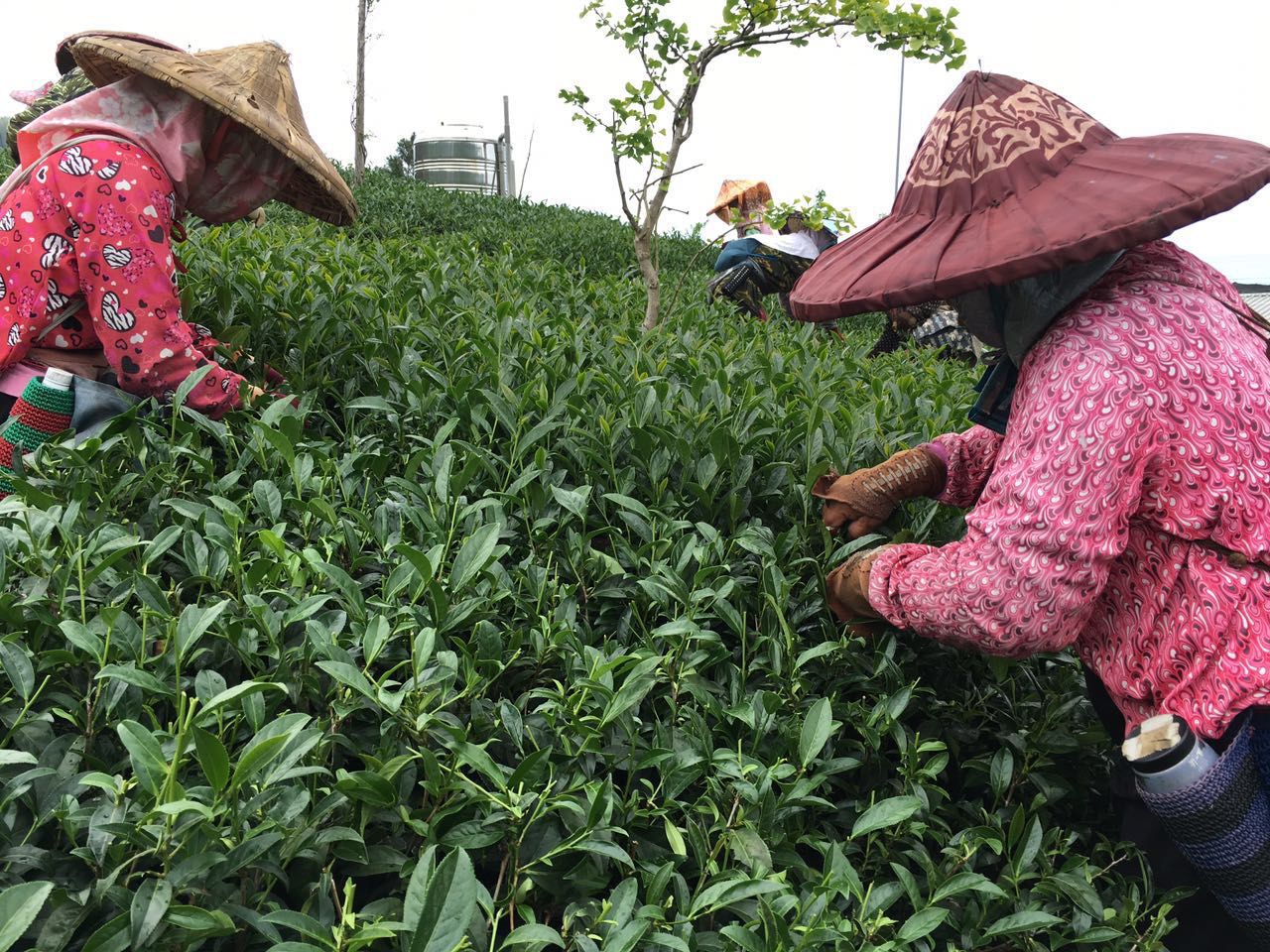 Ҫڰ_ˮYһcζֱ,,ֱ,ֱϣK8šйӮһǲζ